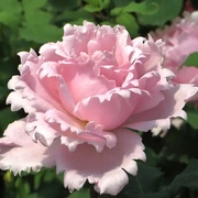 索菲罗莎月季花苗大花浓香，直立性开花粉色，玫瑰花四季盆栽花卉植物