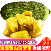 海南菠萝蜜新鲜热带水果，黄肉木菠萝整个果共20-25斤左右