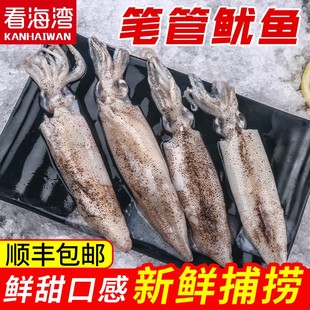 海兔鲜活笔管鱼小鱿鱼生鲜，墨鱼仔笔管鱼，海鲜水产一口管非满籽