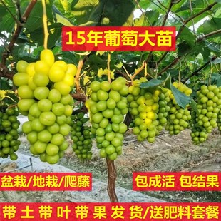 巨峰葡萄苗大蓝宝石葡萄树苖果树果苗南北方种植爬藤盆栽当年结果