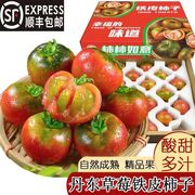 可选正宗丹东铁皮草莓柿子西红柿5斤绿腚番茄新鲜碱地发