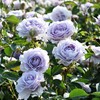 霁色灌木月季玫瑰花苗，蓝紫色耐热浓香庭院阳台植物