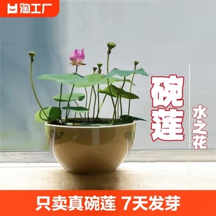 碗莲种子四季无土水培植物睡莲荷花室内盆栽绿植花卉客厅阳台庭院