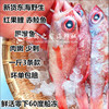 深海红果鲤鲜活冷冻赤鯥鱼新鲜红黑喉海鲜水产品一斤3条少刺