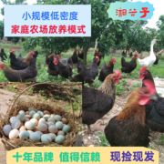 湘谷子50枚农家散养新鲜土鸡蛋现捡现发粉壳绿壳蛋整箱到家