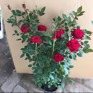 玫瑰月季花苗盆栽蔷薇，藤本四季开花好养花卉，室内植物微型庭院地载