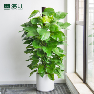 绿萝盆栽办公室内新房植物绿化柱大型净化空气吸甲醛去味大叶绿植