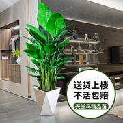 天堂鸟盆栽客厅旺宅大型绿植，花卉办公室内大叶植物新房家用鹤望兰