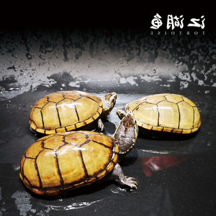 头盔龟乌龟活物双头龟玛塔龟，龟苗窄桥龟，稀有龟吃菜龟檀香龟白化龟