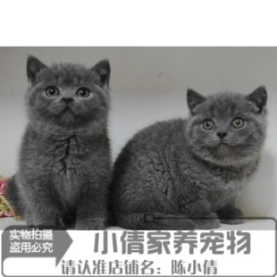 赛级蓝猫 蓝白猫 宠物猫 短毛猫 幼猫 英国短毛猫 英短活体x