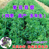紫花苜蓿草种籽多年生牧草种子四季养殖喂牛羊鸡鸭鹅草鱼牧草种籽