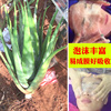 库拉索芦荟苗大盆栽绿植，美容院灌肤芦荟纳豆奶，芦荟新鲜叶片