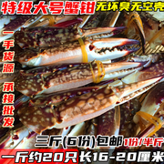 特级大号蟹钳梭子蟹新鲜蟹脚海鲜水产冷冻螃蟹腿蟹爪1件/半斤