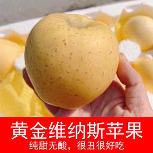 山东烟台黄金维纳斯奶油富士苹果4-4.5斤新鲜水果金帅纯甜脆