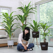 仿真植物假树巴西木客厅，创意落地绿色装饰家居室内人造塑料大摆设