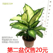 玛丽安万年青盆栽银皇后粉黛室内桌面大绿植花卉彩叶植物净化空气