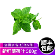 新鲜薄荷叶500g清凉可食用烘焙茶饮，泡酒莫吉托香料满5件