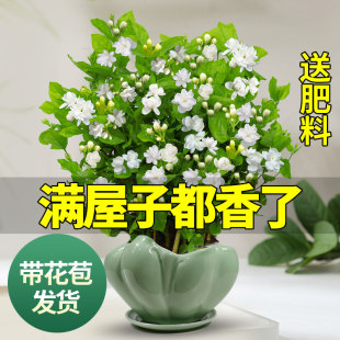 茉莉花苗盆栽带花苞九里香老桩驱蚊花卉植物室内浓香四季开花好养