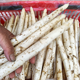 白芦笋新鲜蔬菜酒店西餐火锅生鲜食材5斤白芦笋新鲜山东