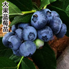 特大果蓝莓水果树苗种乌达德蓝莓大树苗盆栽地栽南方北方种植