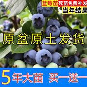 蓝莓树果苗盆栽地栽四季水果树，当年结果南方北方种植特大蓝莓树苗
