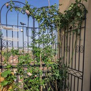 铁线莲月季爬藤架子蔷薇植物，攀爬网花架，户外庭院花园铁艺栅栏支架