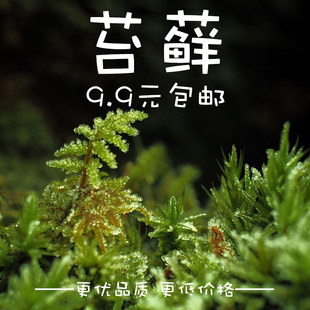 鲜活青苔苔藓微景观生态，瓶白发藓假山盆栽，迷你植物diy材料