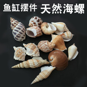 天然海螺贝壳鱼缸造景套餐，水族箱装饰海螺，海星珊瑚布景摆件工艺品