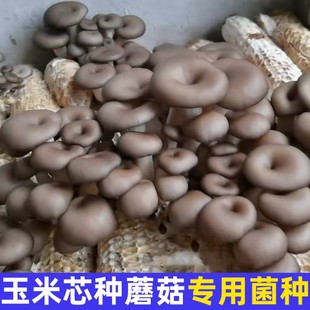 玉米芯稻草种蘑菇菌种食用菌三级栽培种石灰家庭养殖平菇接种家庭