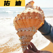 海螺壳海螺壳天然天然海螺贝壳摆件超大真海螺贝壳摆件工艺品鱼缸