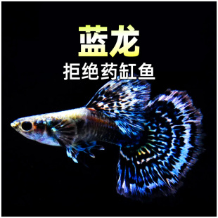 蓝龙孔雀泰国纯种改良品高端蓝马赛克活体怀孕母鱼大尾鱼