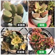 涵物增色营养液多肉上色植物护理液免稀释增效爆芽生根液体花肥料