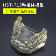半牙模型牙科种植牙齿模型口腔练习上颌窦齿科教学用工具透明