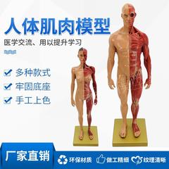 人体肌肉模型组织骨骼骨架解剖模型医用学生教学模型用具