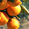 正宗纽荷尔脐橙当季新鲜水果大果甜橙一整箱3/5/9斤