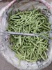 贵州四季豆新鲜农家豌豆角蔬菜新鲜当季现摘无筋长豆芸豆