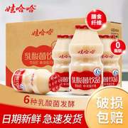 娃哈哈乳酸菌100ml*40瓶整箱益生菌0脂肪儿童营养酸奶饮品