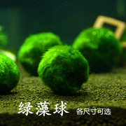 绿藻球小鱼缸水族箱造景装饰真水草种子植物活体前景草懒人水藻球