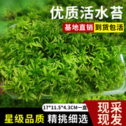 水苔无菌鲜活水苔干水苔蝴蝶兰花专用营养土苔藓石斛食虫植物