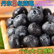 辽宁丹东蓝莓L25鲜果大果新鲜500g现摘现发当季孕妇水果 嘎嘎好吃