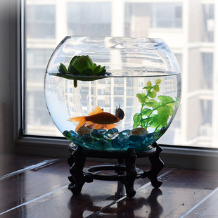 客厅小型圆球水培玻璃花瓶，透明金鱼缸(金鱼缸)绿萝水养植物花盆特大号摆件