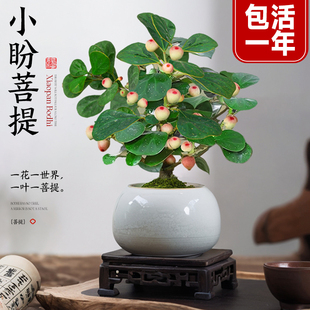 小盼菩提树盆栽带果绿植室内禅意盆景办公室花卉植物桌面好养摆件