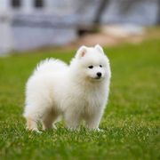 混血非纯种萨摩耶幼犬陪伴狗，便宜萨摩耶犬纯白色雪橇犬活物宠物狗