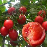 大樱桃水果番茄种子 四季阳台盆栽甜脆小西红柿圣女果水果孑