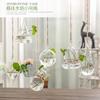 花瓶玻璃透明水培绿萝植物装饰瓶，创意小清新客厅悬挂简约迷你吊瓶