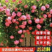 爬藤蔷薇种子籽无刺蔷薇，花籽花种四季开花室外攀援庭院室内盆栽