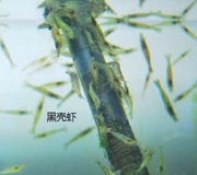 黑壳虾除藻吃藻草缸吃藻吃菌膜褐藻做龟饲料水族虾清理鱼缸包