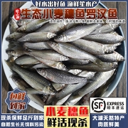 小麦穗鱼生态小河鱼，罗汉鱼杂鱼柳条，鳑鲏鱼淡水鱼新鲜活鱼现杀