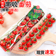 枝纯串收番茄198g*4盒生吃西红柿新鲜千禧圣女果水果即食