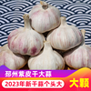 2023年大蒜头干蒜紫红皮，蒜邳州大蒜农家自种35斤新鲜白皮蒜种子